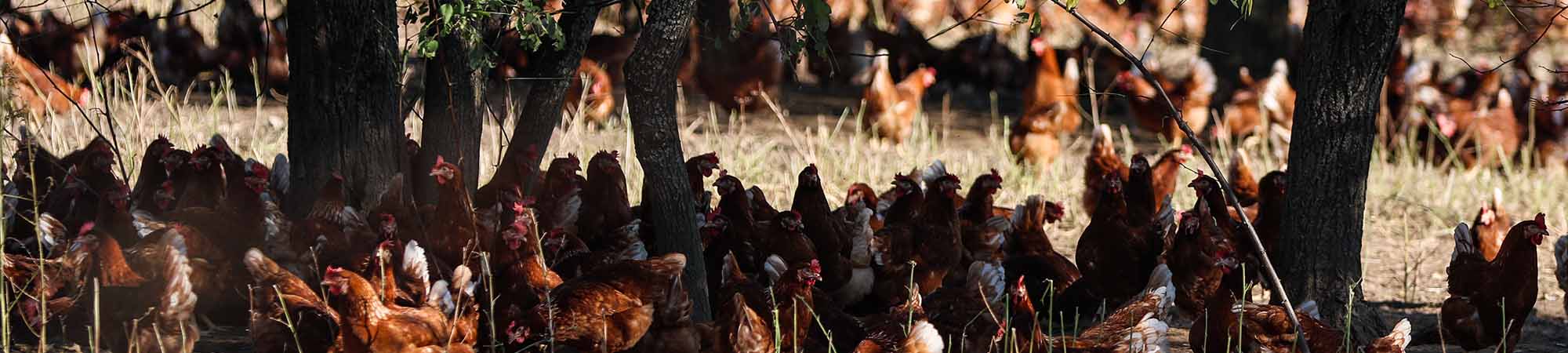 Agriculture